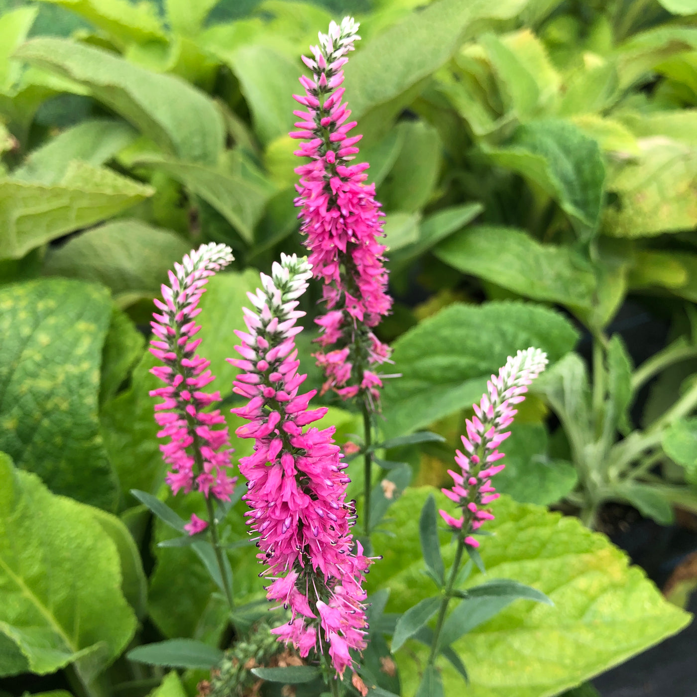 Puriri Lane Veronica spictata | Pink Goblin