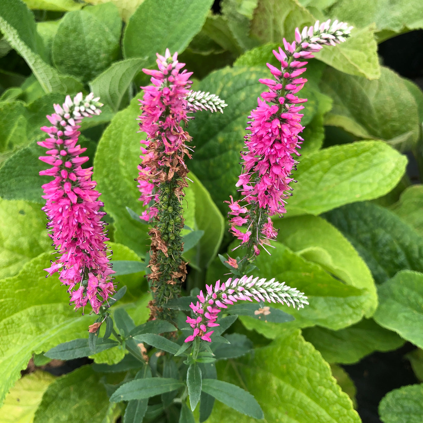 Puriri Lane Veronica spictata | Pink Goblin