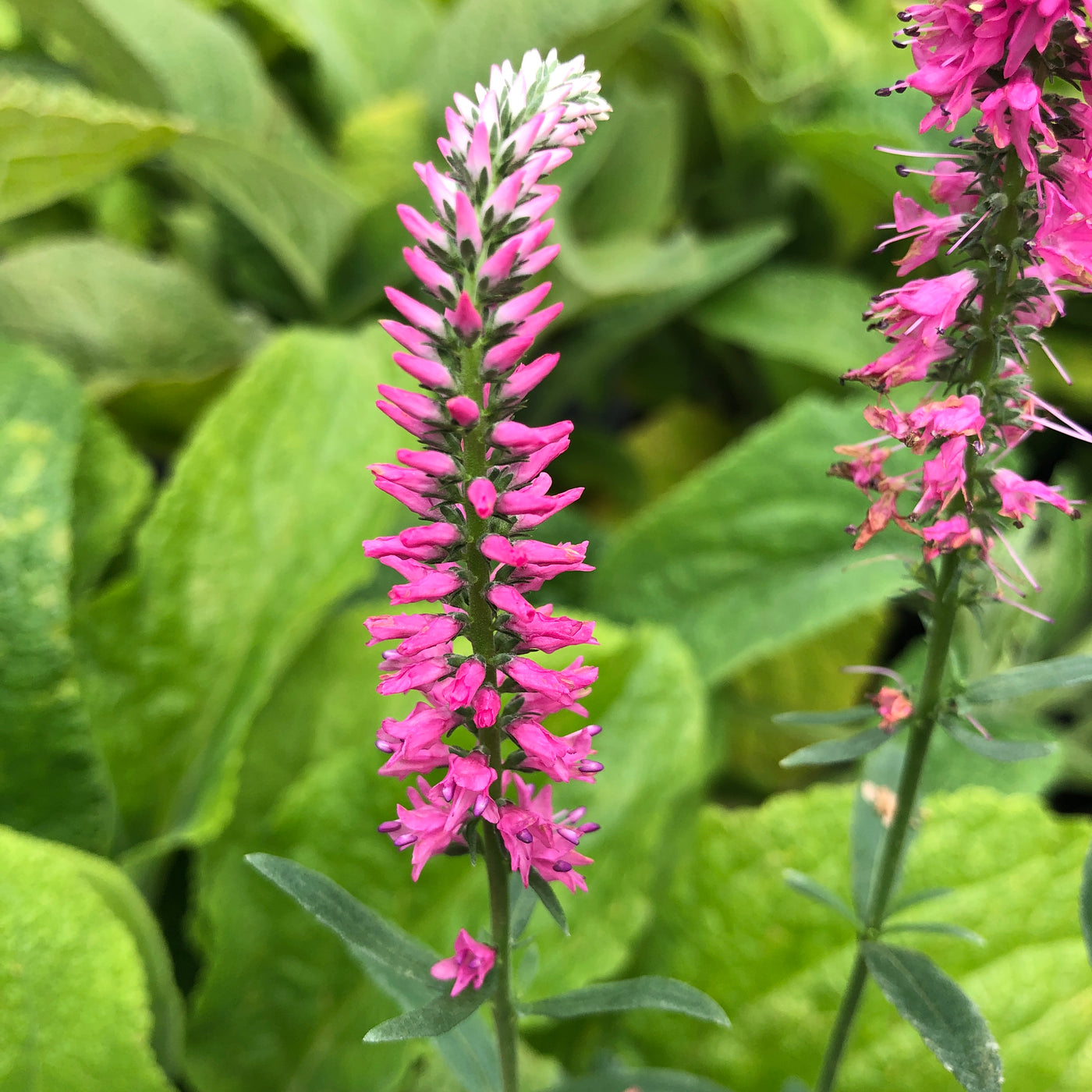 Puriri Lane Veronica spictata | Pink Goblin