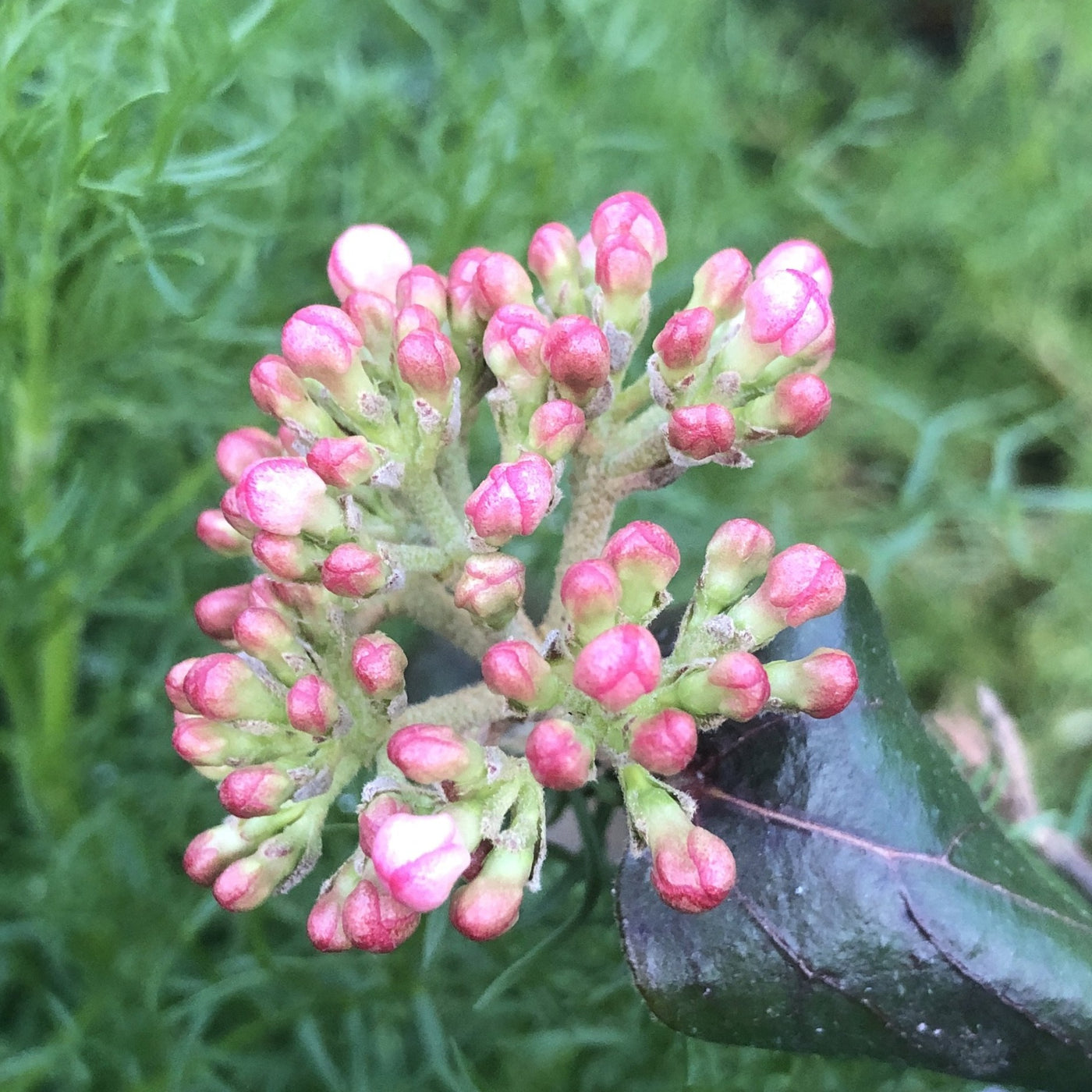 Viburnum x burkwoodii