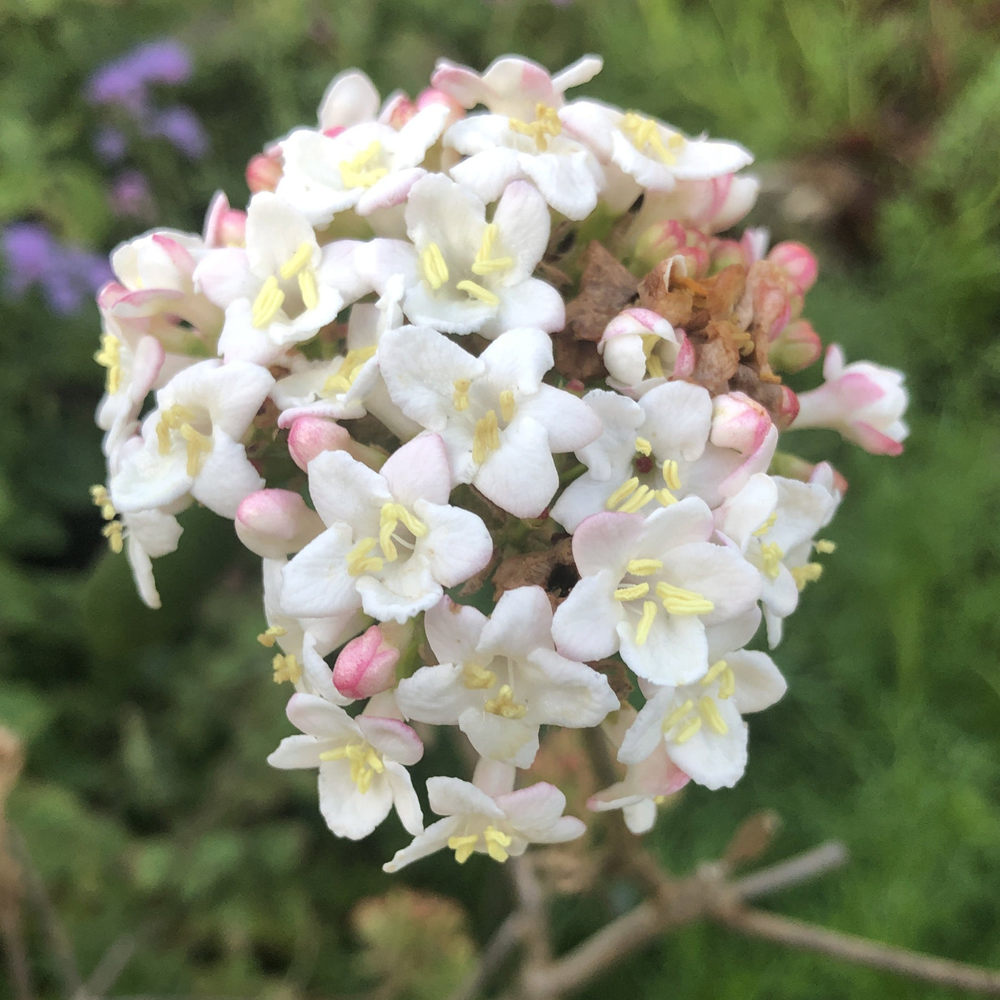 Puriri Lane | Viburnum x burkwoodii