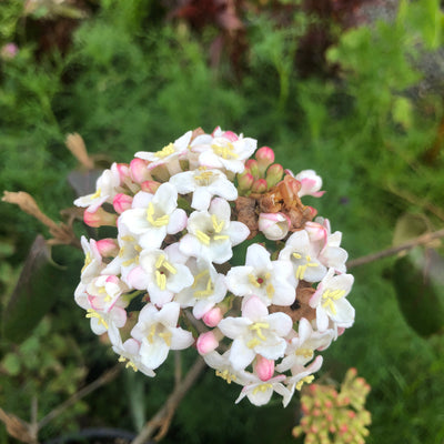 Puriri Lane | Viburnum x burkwoodii