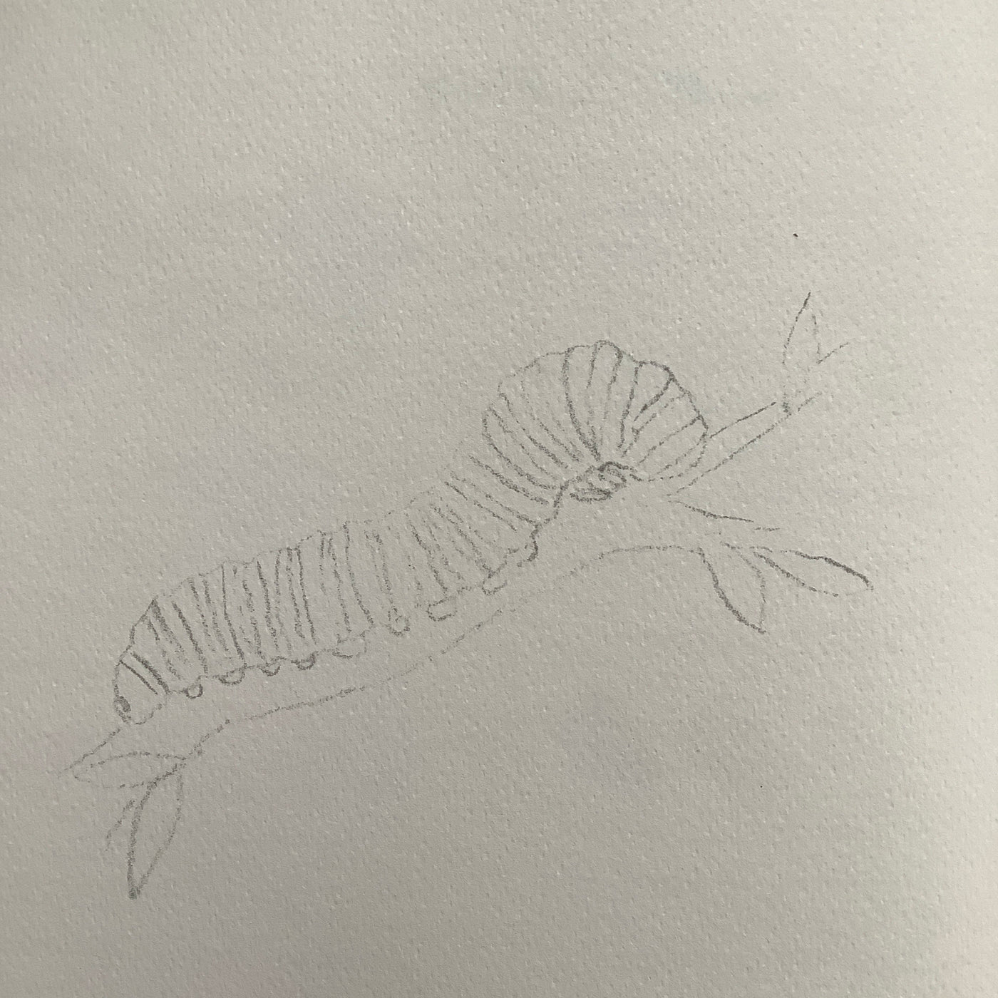 Puriri Lane | Watercolour With Me | In The Forest | Dana Fox