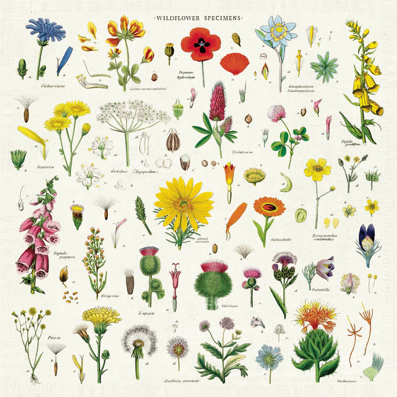 Puriri Lane | Wildflower 100% Cotton Napkins | Cavallini & Co.