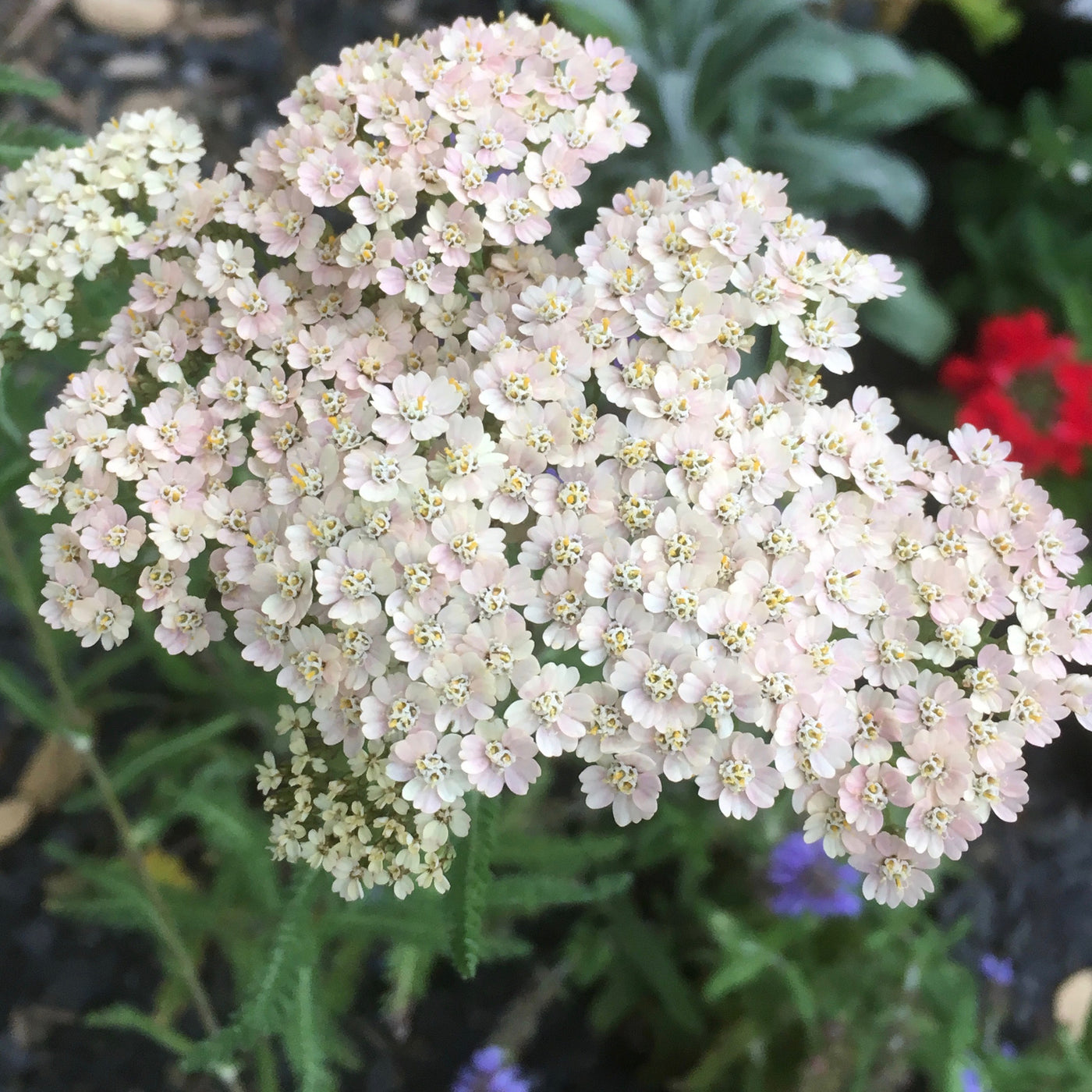 Puriri Lane | Achillea millefolium | Blush