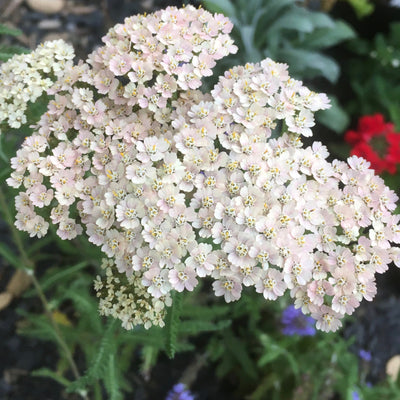 Puriri Lane | Achillea millefolium | Blush