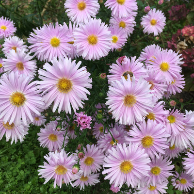 Puriri Lane | Aster novi-belgii | Pretty in pink