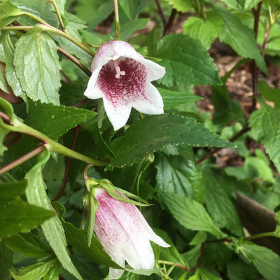 Puriri Lane | Campanula takesimana | Elizabeth