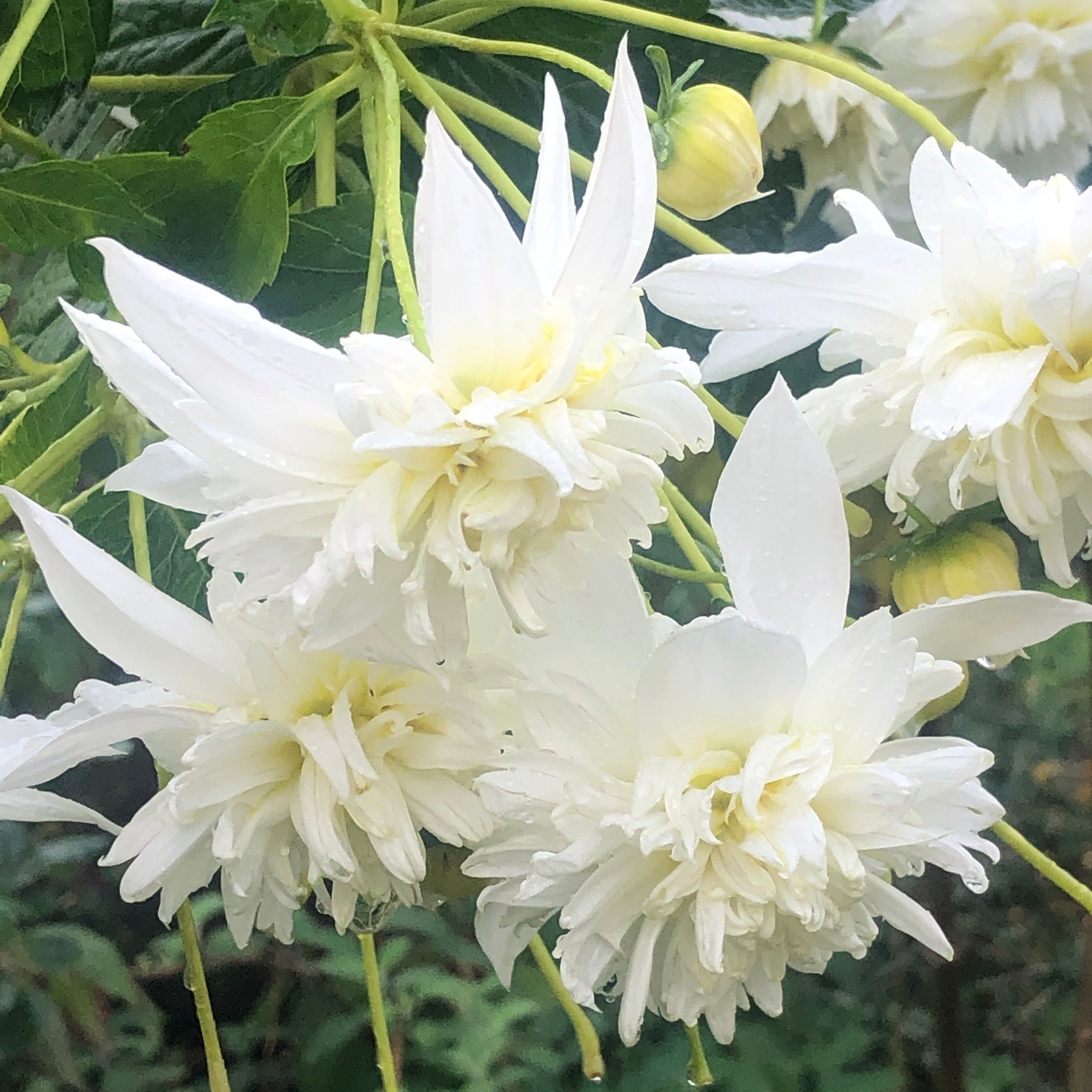 dahlia imperialis seeds Dahlia imperialis | Double White