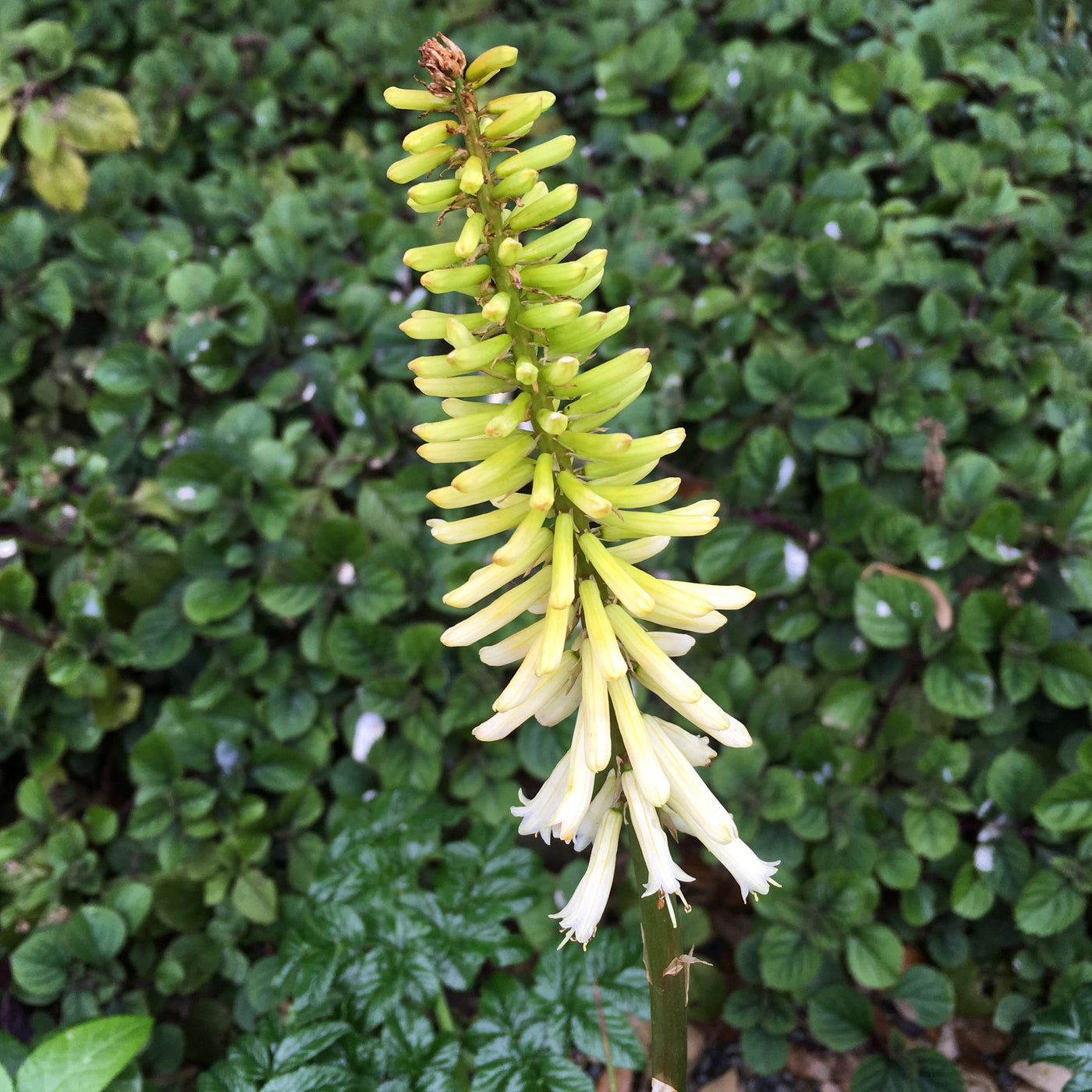 Puriri Lane | Kniphofia  uvaria | Little Maid