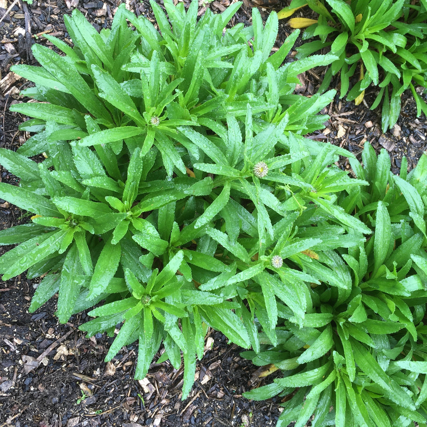 Puriri Lane | Leucanthemum  superbum x  | Osiris Neige