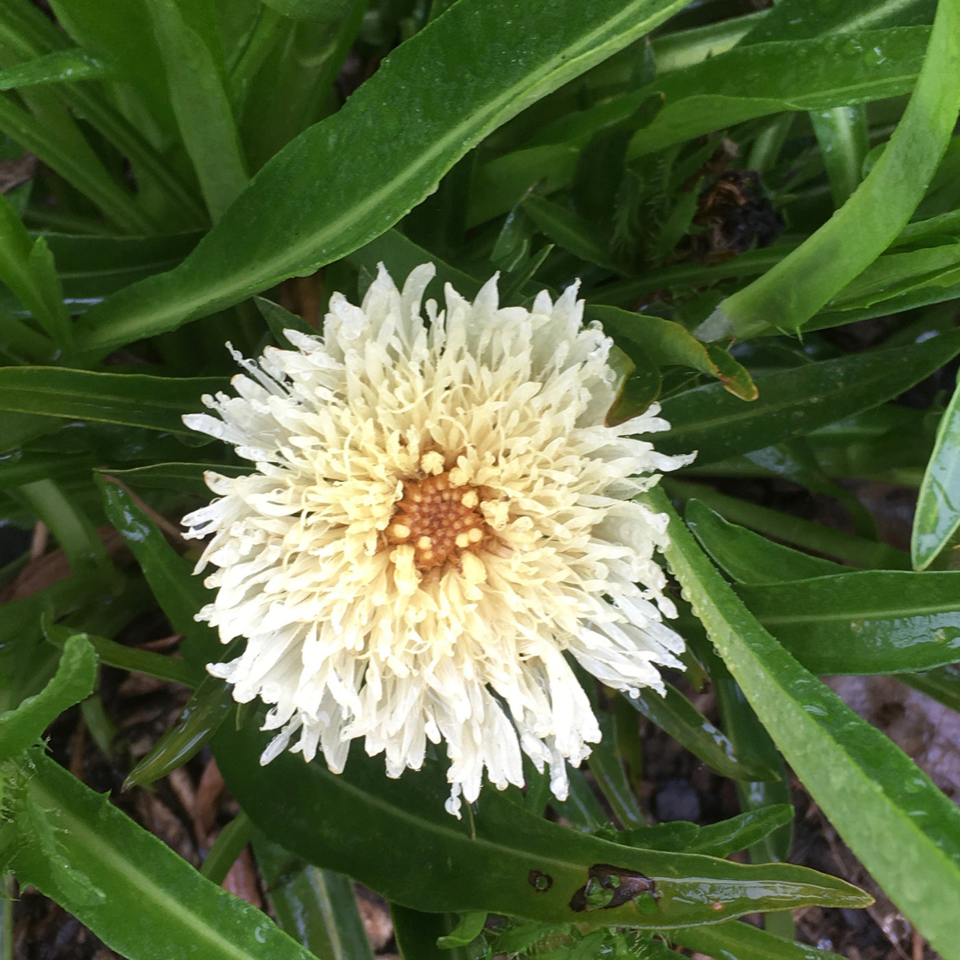 Puriri Lane | Stokesia laevis | Mary Gregory