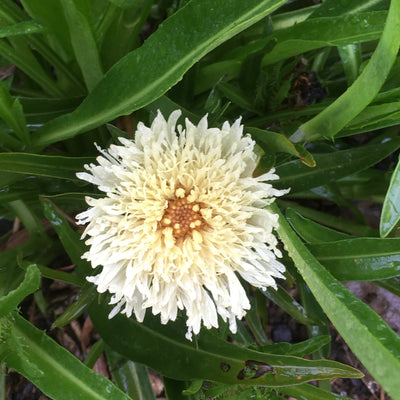 Puriri Lane | Stokesia laevis | Mary Gregory