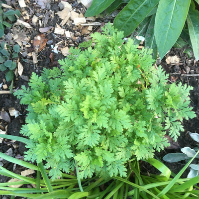 Puriri Lane | Tanacetum parthenium | Santana