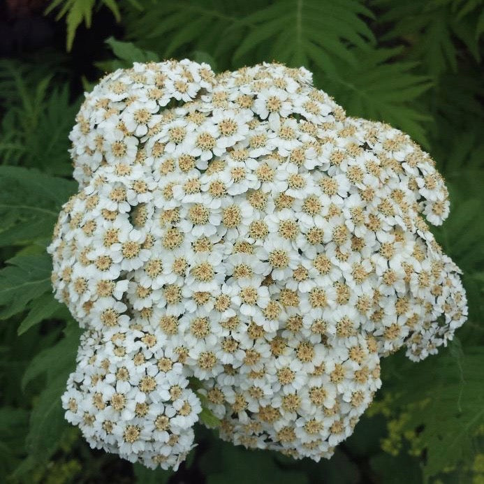 Puriri Lane | Achillea chrysocoma | Grandiflora