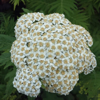 Puriri Lane | Achillea chrysocoma | Grandiflora