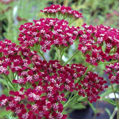Puriri Lane | Achillea millefolium | Cassis