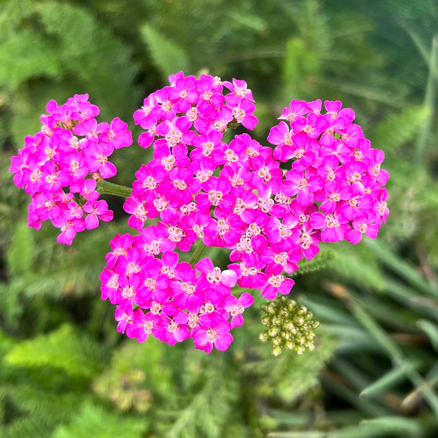 Puriri Lane | Achillea millefolium |Lilac Beauty