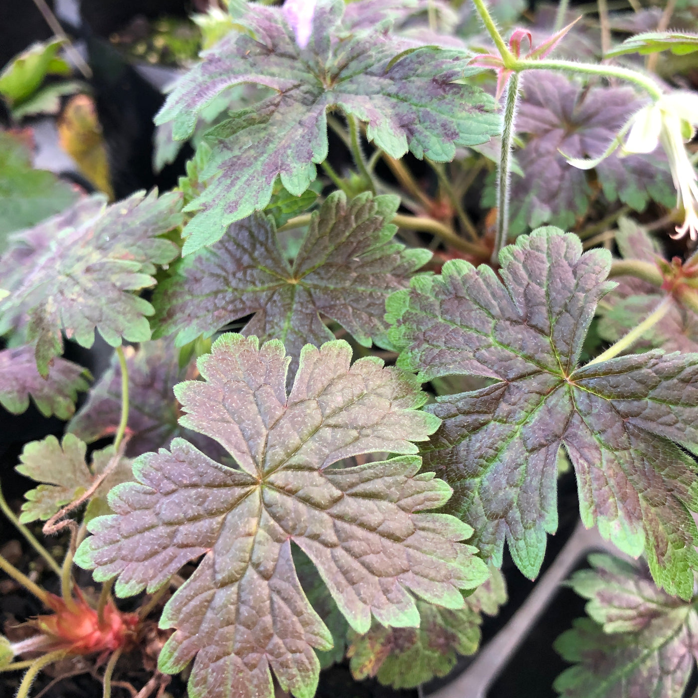 Puriri Lane | Cranesbill Geranium oxonianum | Katherine Adele