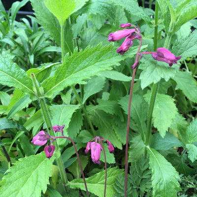Puriri Lane | Dicentra eximia