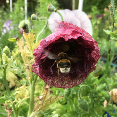 Puriri Lane | Papaver rhoeas | Pandora