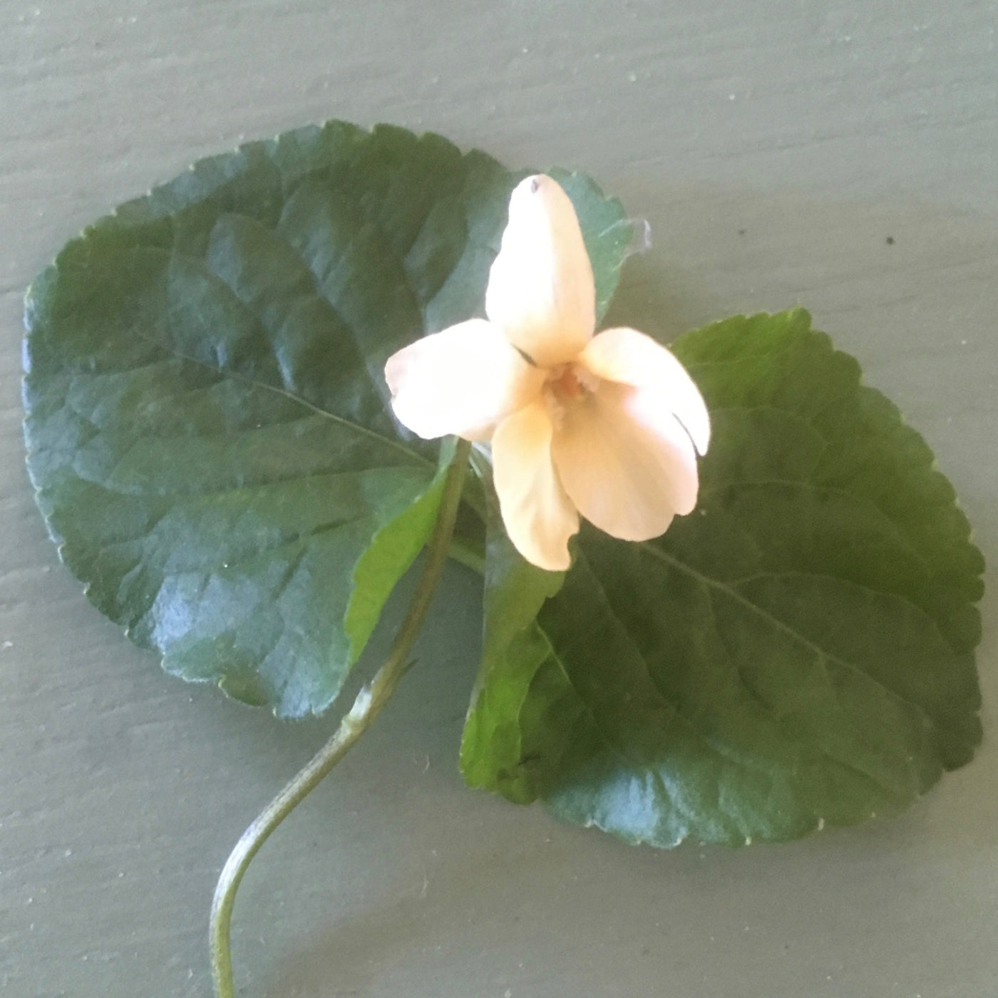 Viola odorata var Sulfurea | Irish Elegance