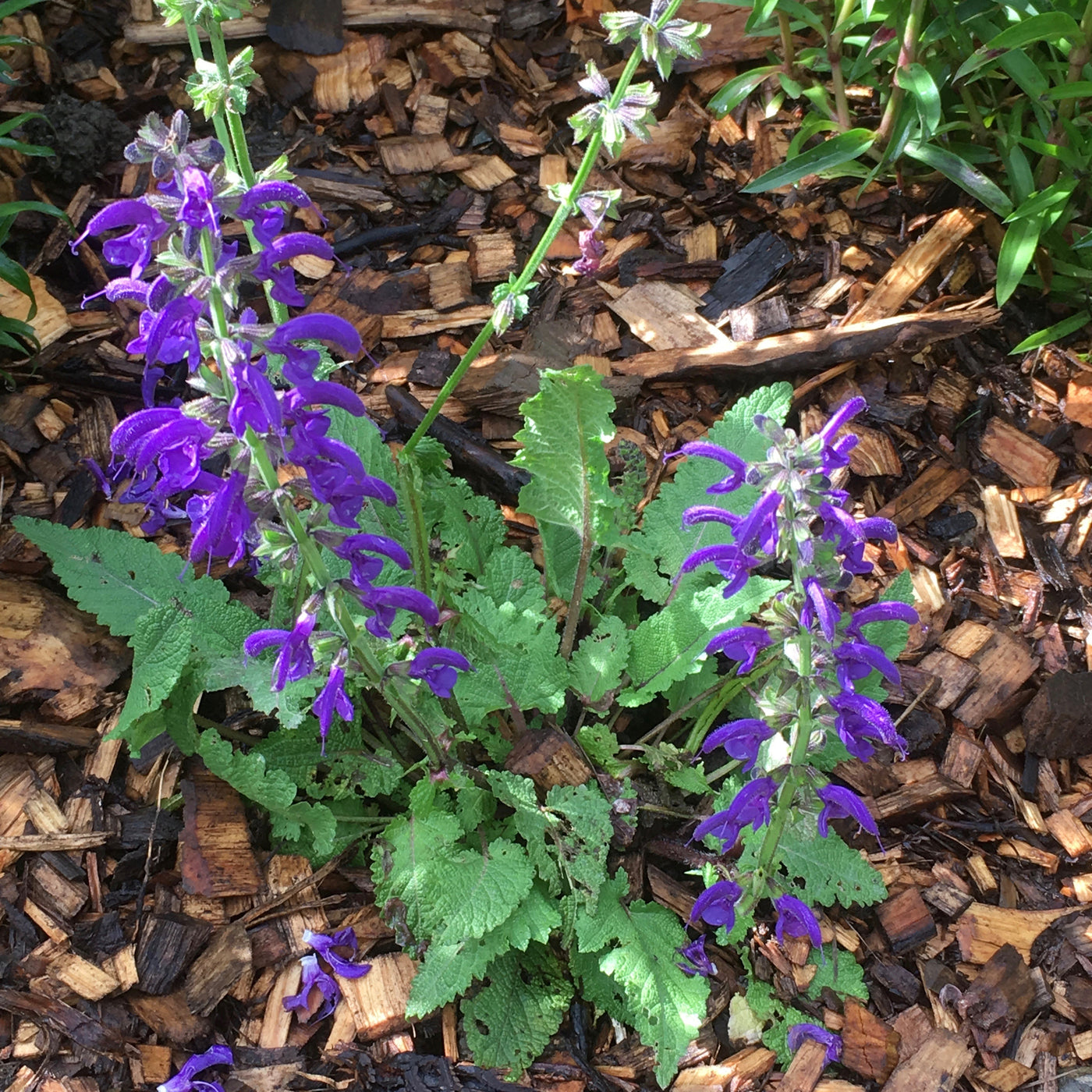 Puriri Lane | Salvia pratensis | Twilight Serenade