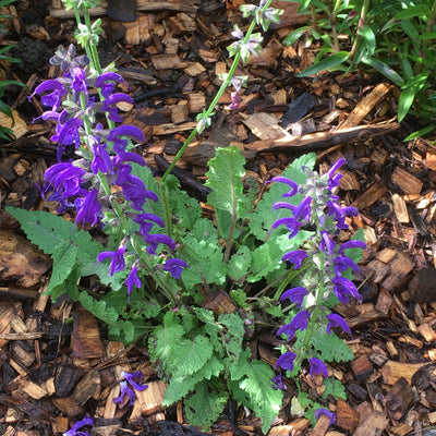 Puriri Lane | Salvia pratensis | Twilight Serenade