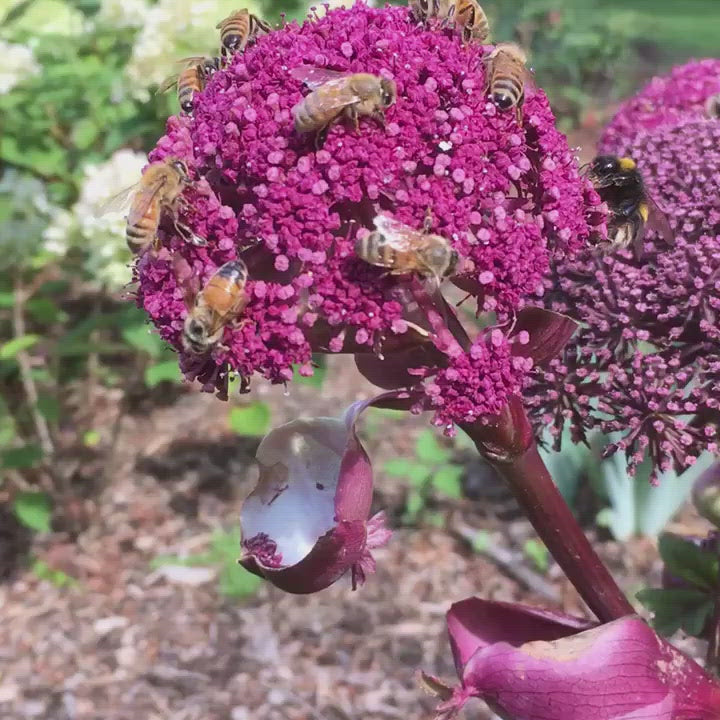 Puriri Lane | Angelica gigas