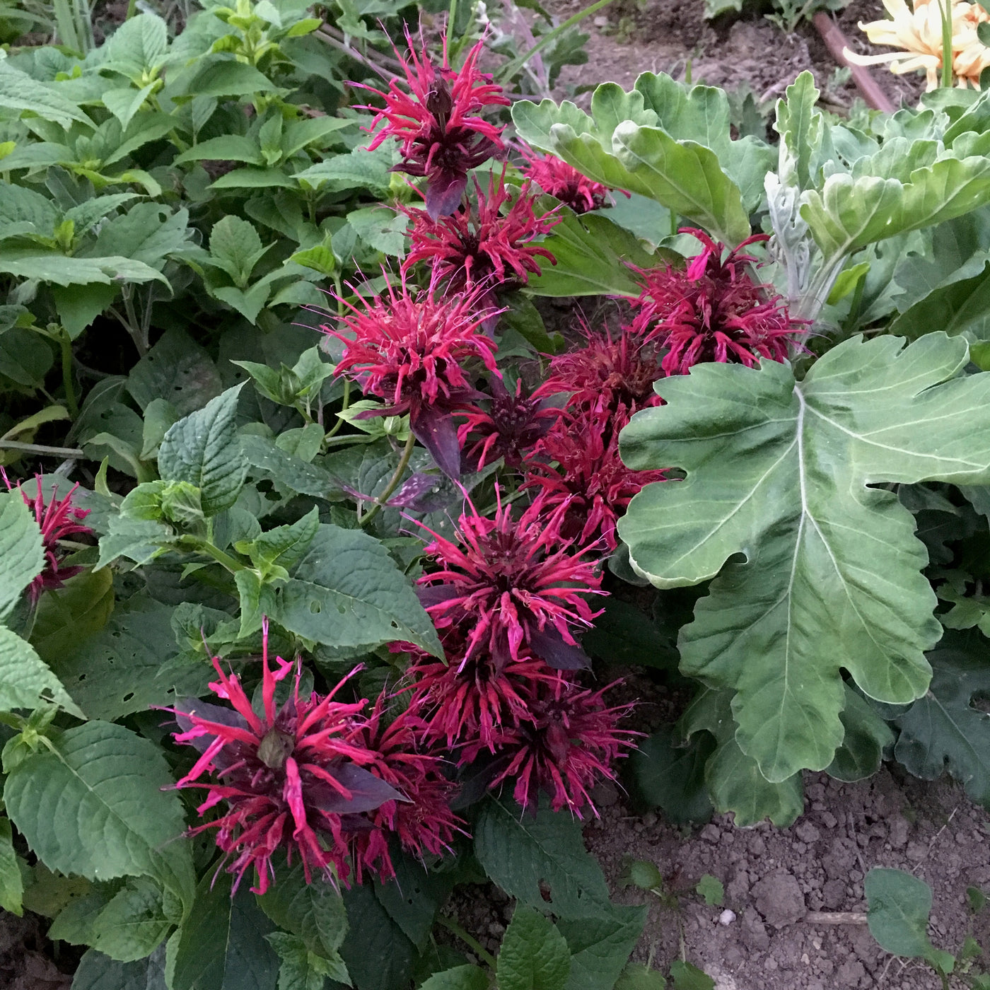 Puriri Lane | Monarda didyma | Mahogany