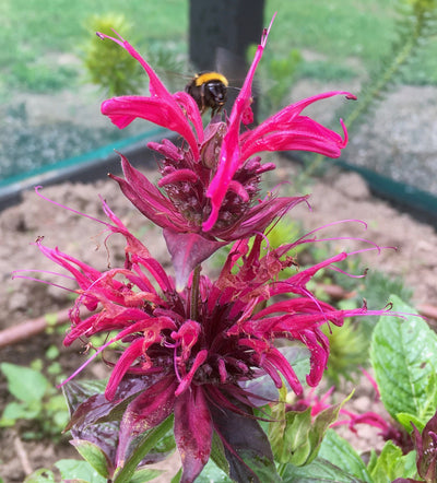 Puriri Lane | Monarda didyma | Mahogany