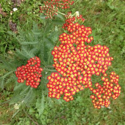 Puriri Lane | Achillea millefolium | Feurland